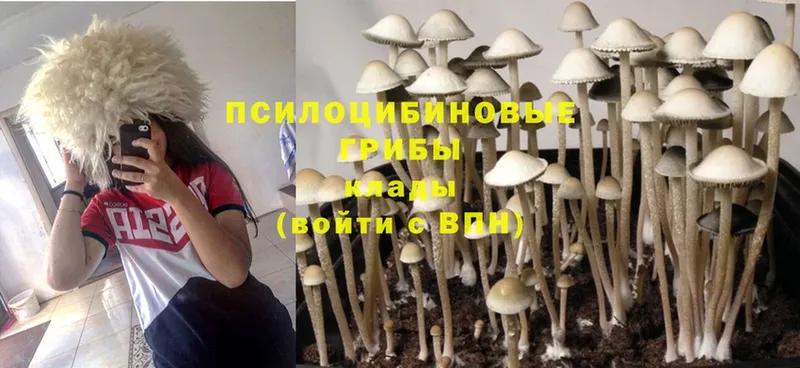 shop какой сайт  Котлас  Псилоцибиновые грибы Magic Shrooms  дарнет шоп 